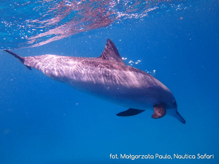 Na Zanzibarze z delfinami nie pływałam więc to foto jest ze spotkania w Morzu Czerwonym :D
