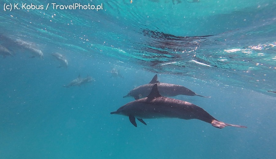 Delfiny były tuż pod powierzchnią wody!