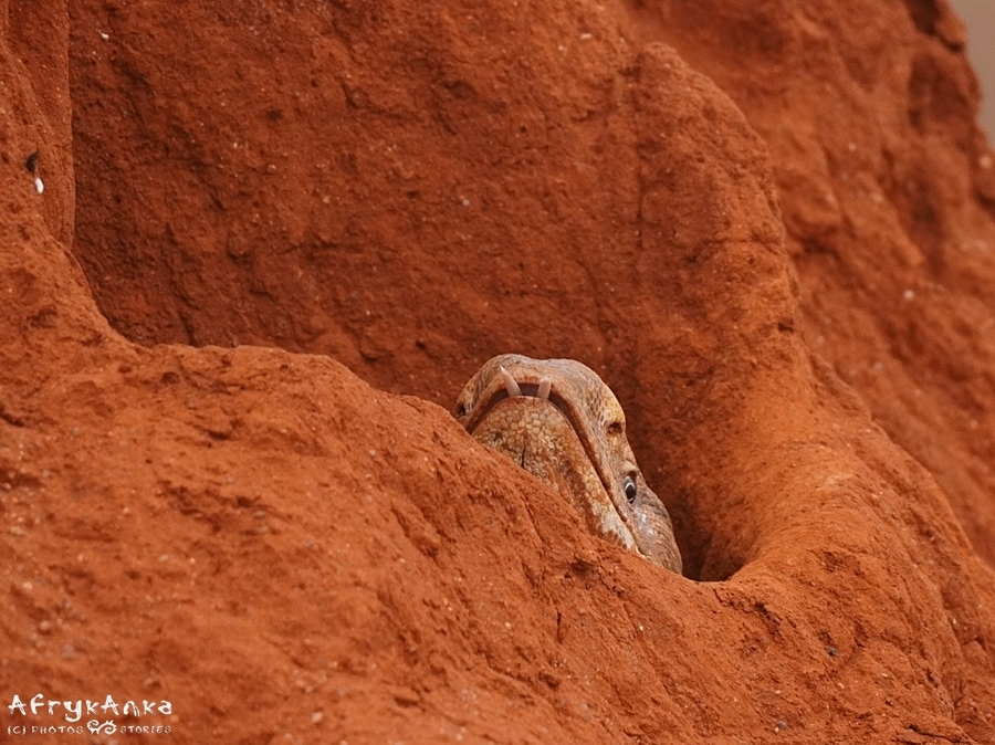 Waran wygląda z termitiery - park Tsavo East (Kenia)
