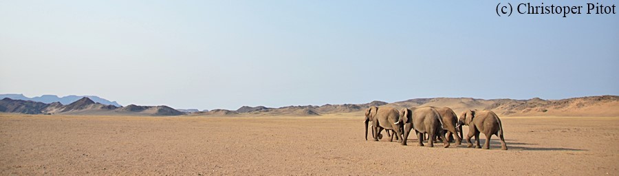 Wędrówka słoni przez Damarland.