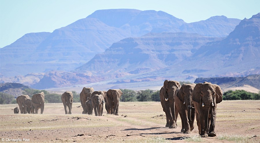Pustynne słonie z Namibii.