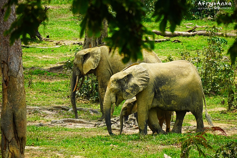 Słonie przenoszą nasiona drzew na wiele kilometrów.
