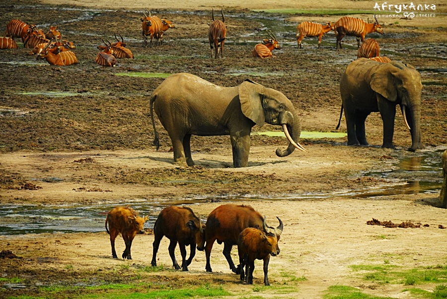 Polana pełna gości: słonie, bawoły, bongo.