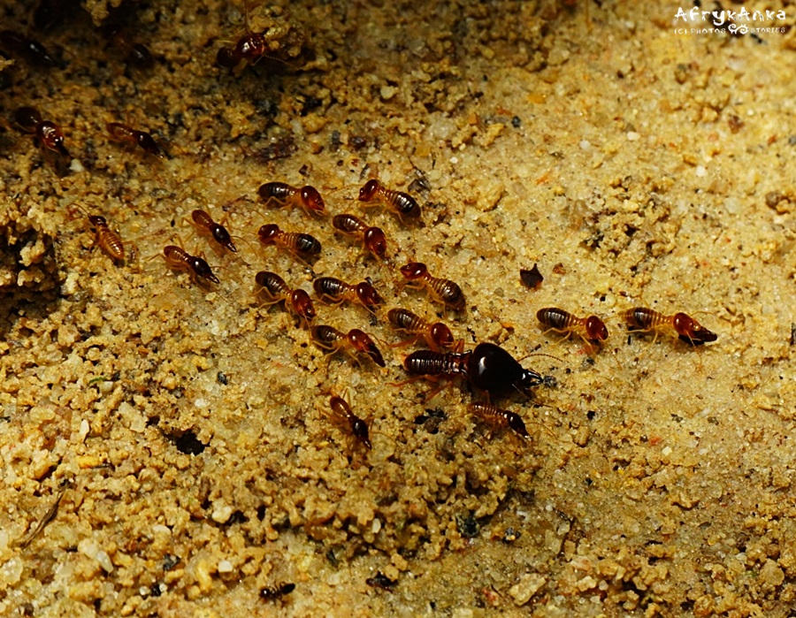 Mrówki też da się zjeść.