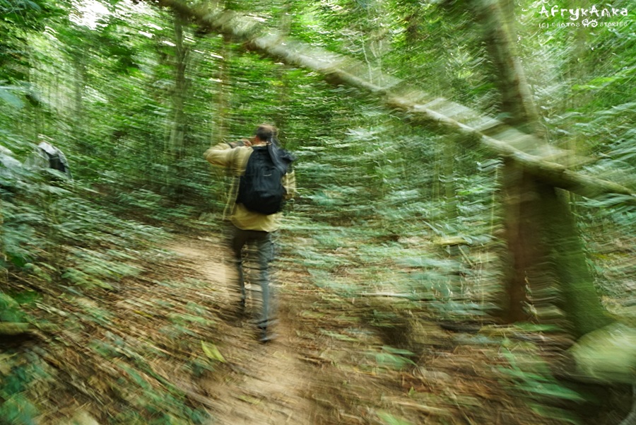 Wędrówka przez las.