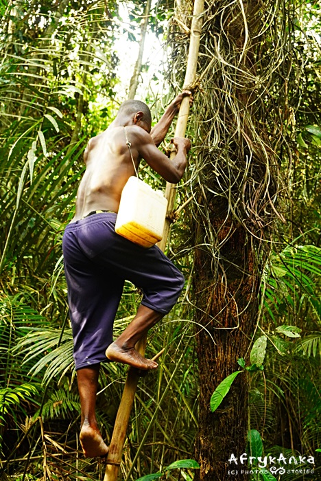 Zdobywanie palmowego soku wymaga wysiłku.