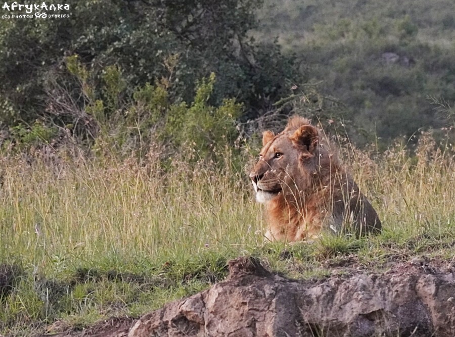 Ten lew był kilka metrów od nas...