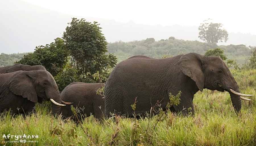 Te słonie wpotkaliśmy wieczorem - zaledwie 300 metrów od naszego campingu...
