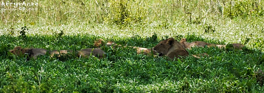 Lwy spały nieopodal naszego pikniku.