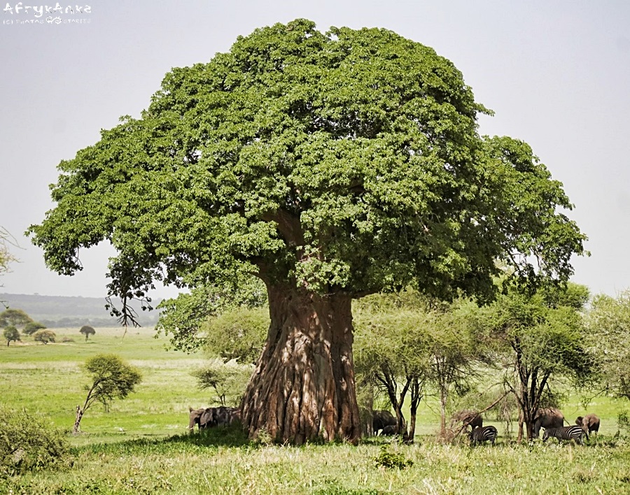 Słonie pod baobabem.