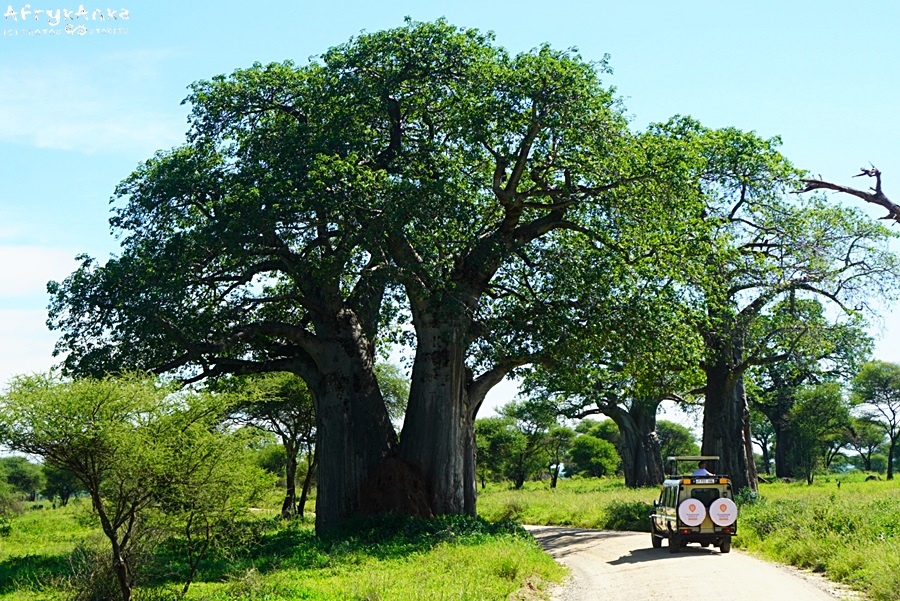 Samochód między baobabami.