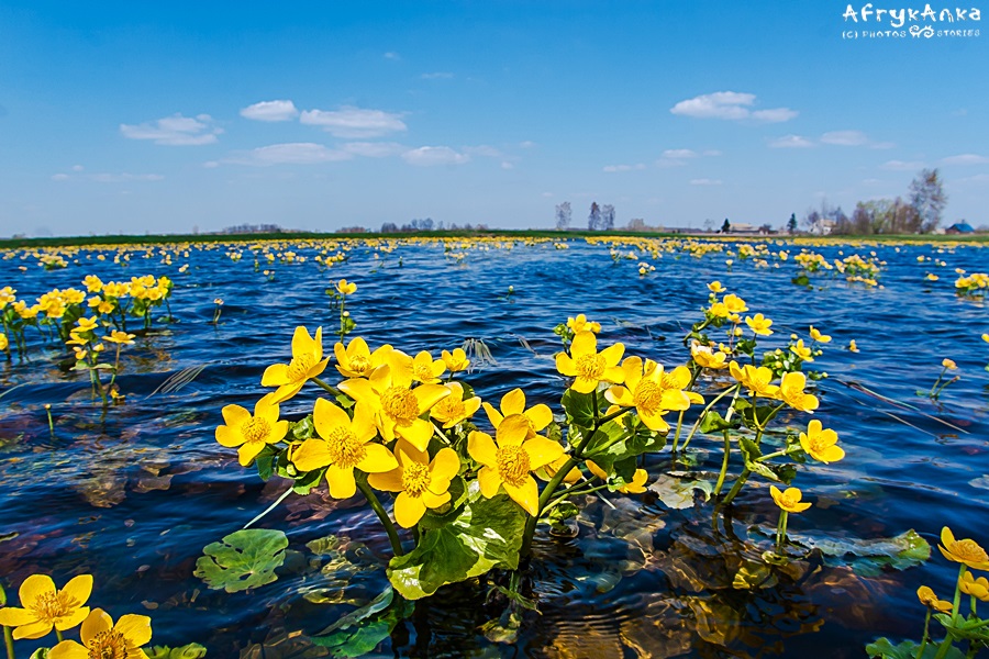 Wiosenne wody i kwiaty były dowodem na odrodzenie przyrody.