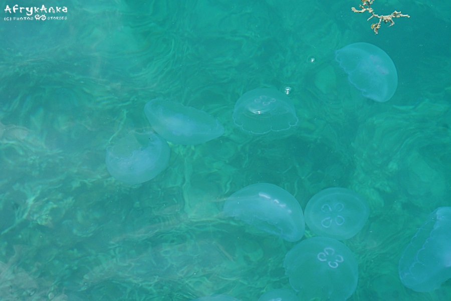 Przez chwilę były też meduzy.