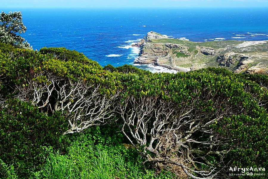 Fynbos - charakterystyczna roślinność Półwyspu Przylądkowego.