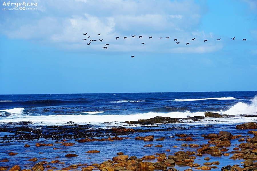 Klucz ptaków przy Cape of Good Hope.