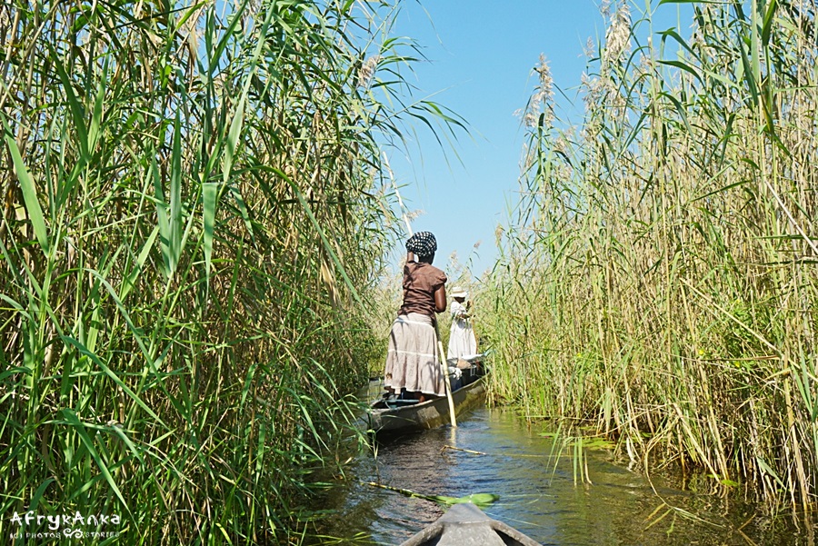 Płyniemy kanałem delty Okawango.