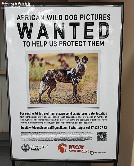 Lotnisko w Maun - plakat organizacji chroniącej likaony.