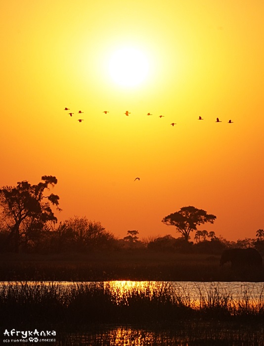 Zachód słońca w Delcie Okawango.