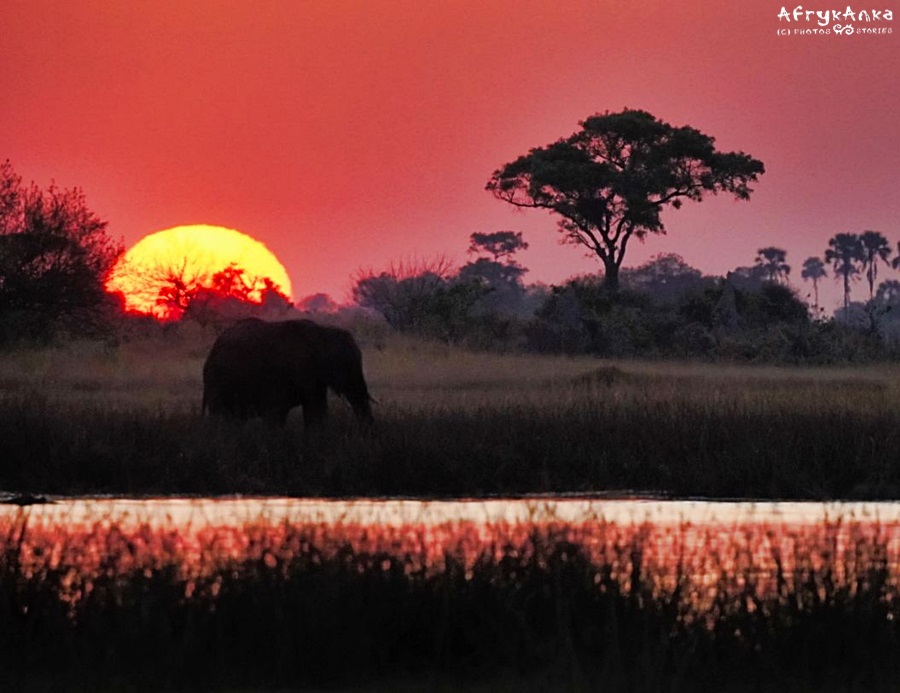 Delta Okawango - to wciąż kraina dzikich zwierząt.