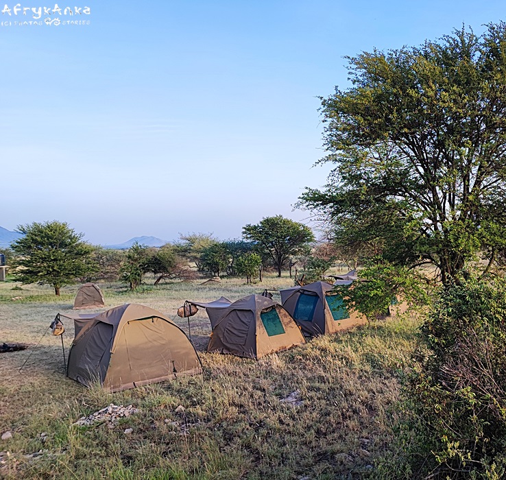 Obóz w Serengeti. Ogrodzenia brak.