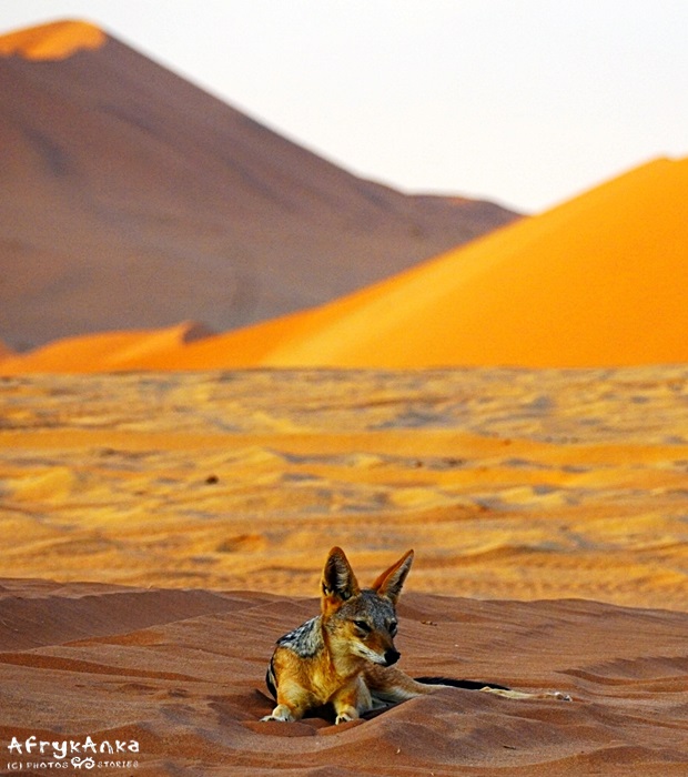 Szakal na pustyni Namib wygląda tak. Ogólnie bardzo miłe stworzenie.