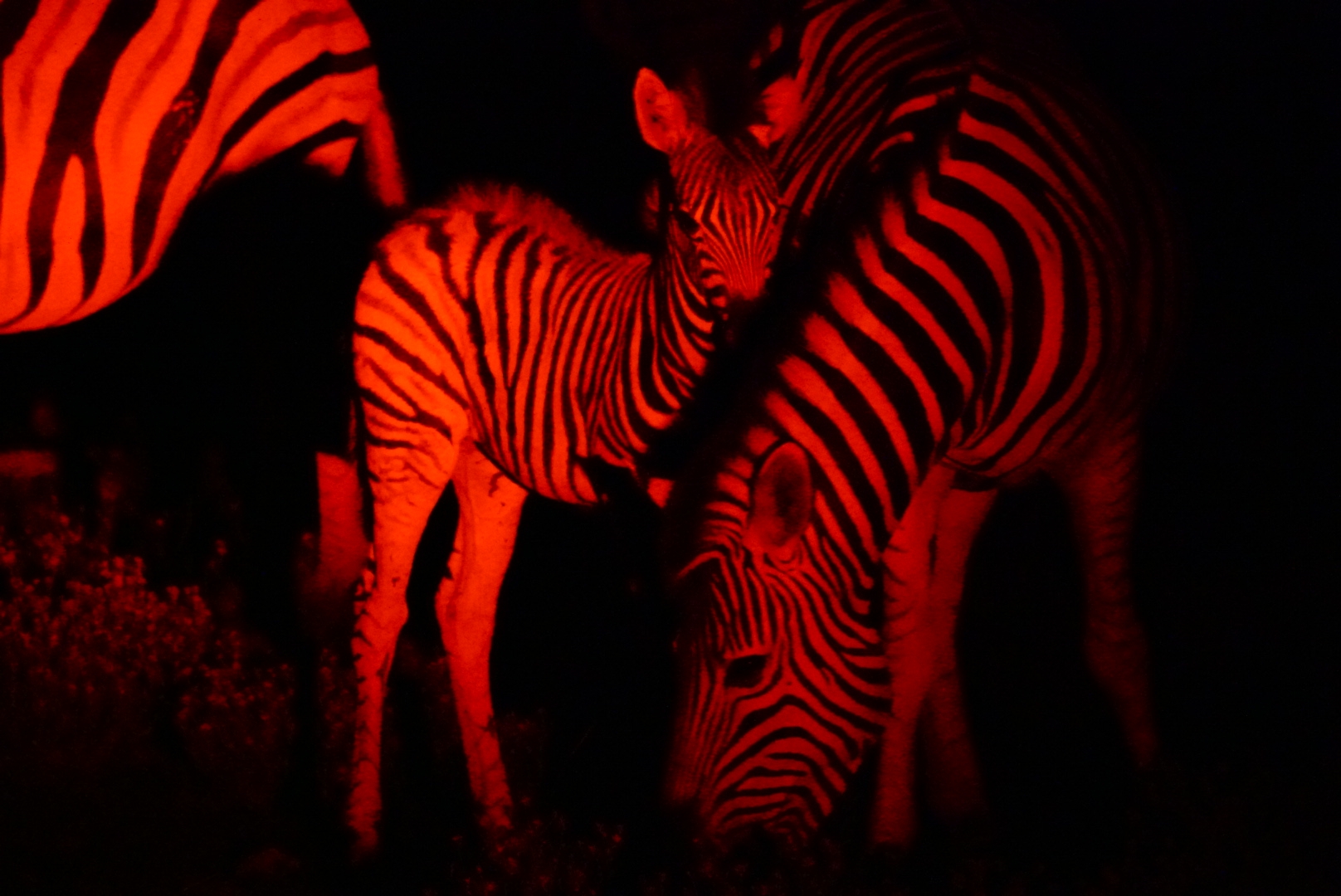 Zebry na nocnym safari w Etoszy.