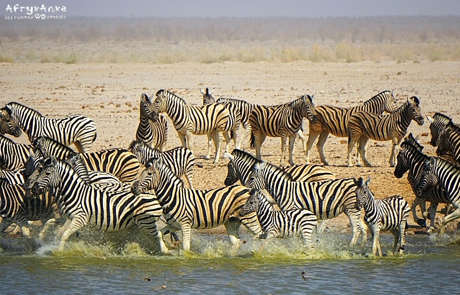 Niektóre nazwy są nader trafne: Dazzle of zebras