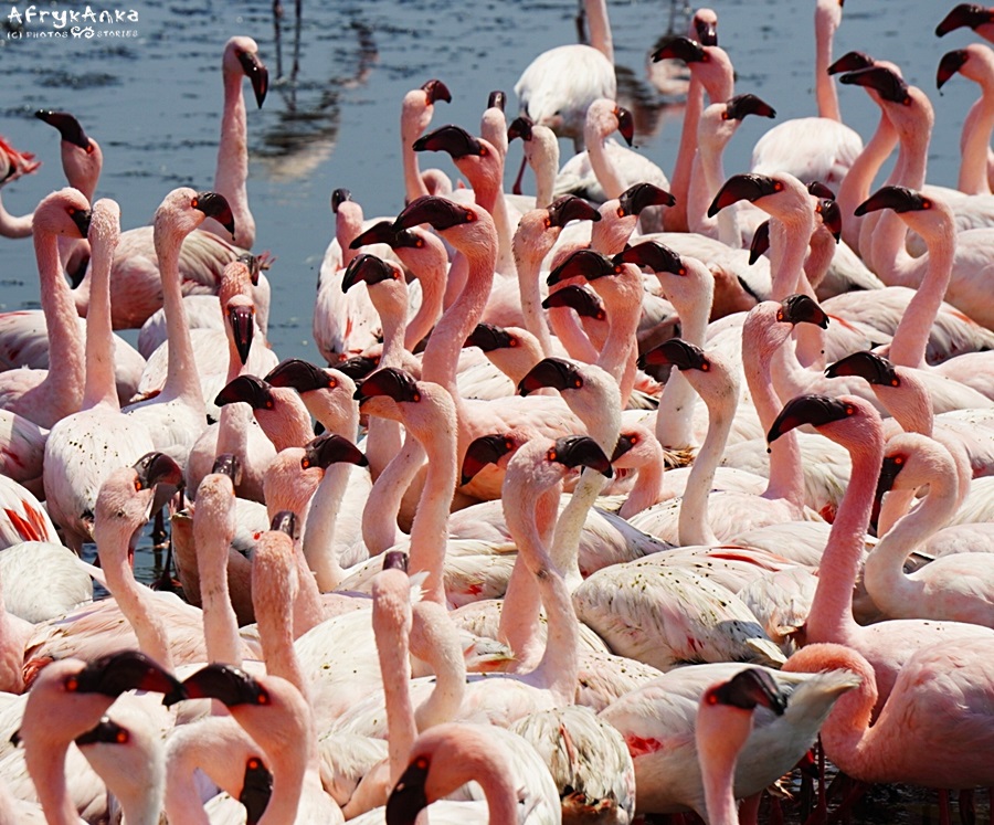 Flamboyance of flamingos.