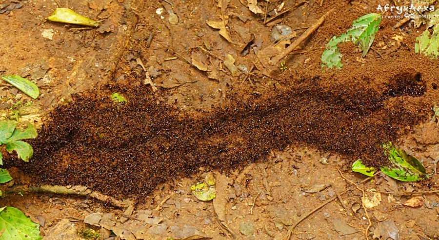 Armia mrówek na drodze!