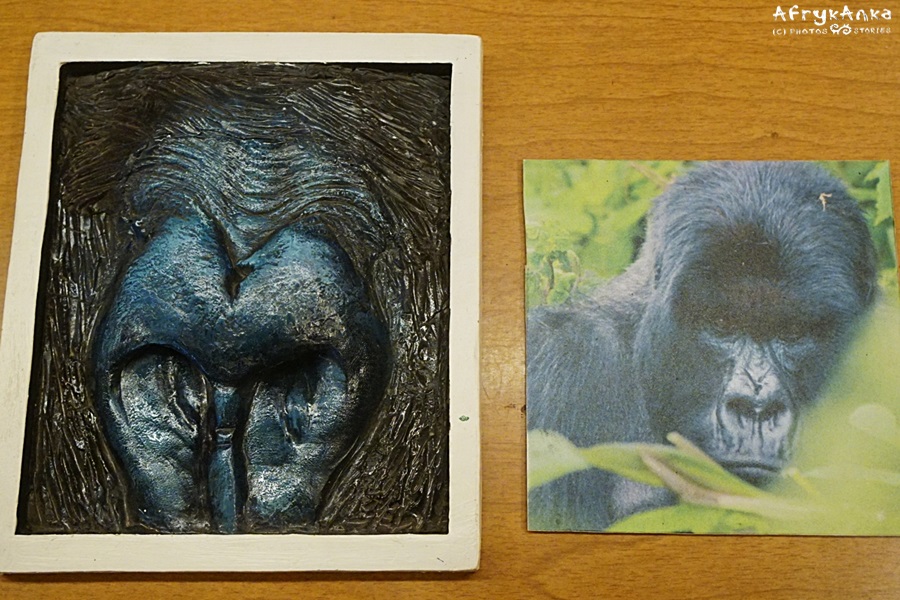 Każdy goryl ma niepowtarzalny kształt nosa.