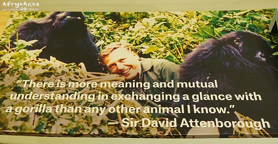 David Attenborough podczas filmowania goryli.
