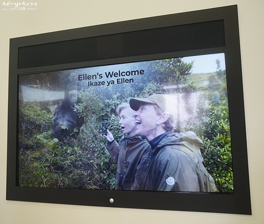 Ellen DeGenres podczas obserwacji goryli.