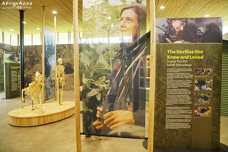 Wystawa w Dian Fossey Gorilla Fund (Muzeum Goryli)