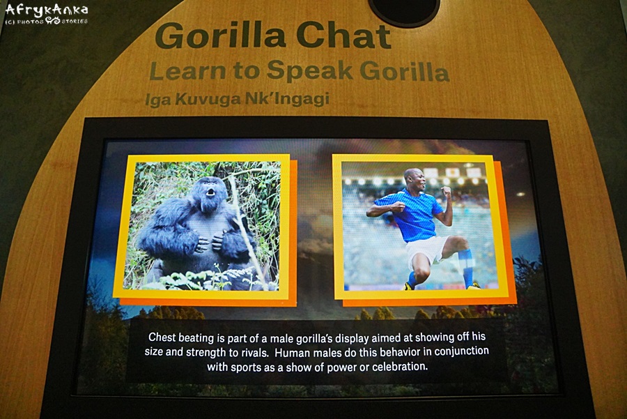 Nauka języka goryli nie jest łatwa!