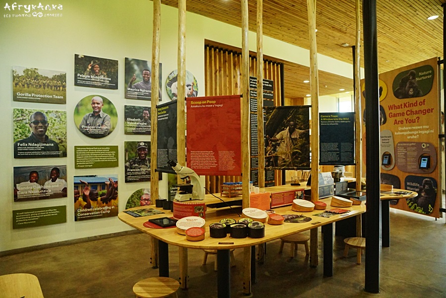 Miejsce na ekspozycji poświęcone współczesnej ochronie goryli.
