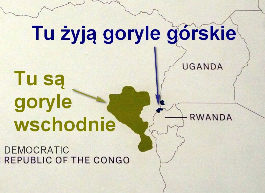 Mapa występowania goryli góskich.