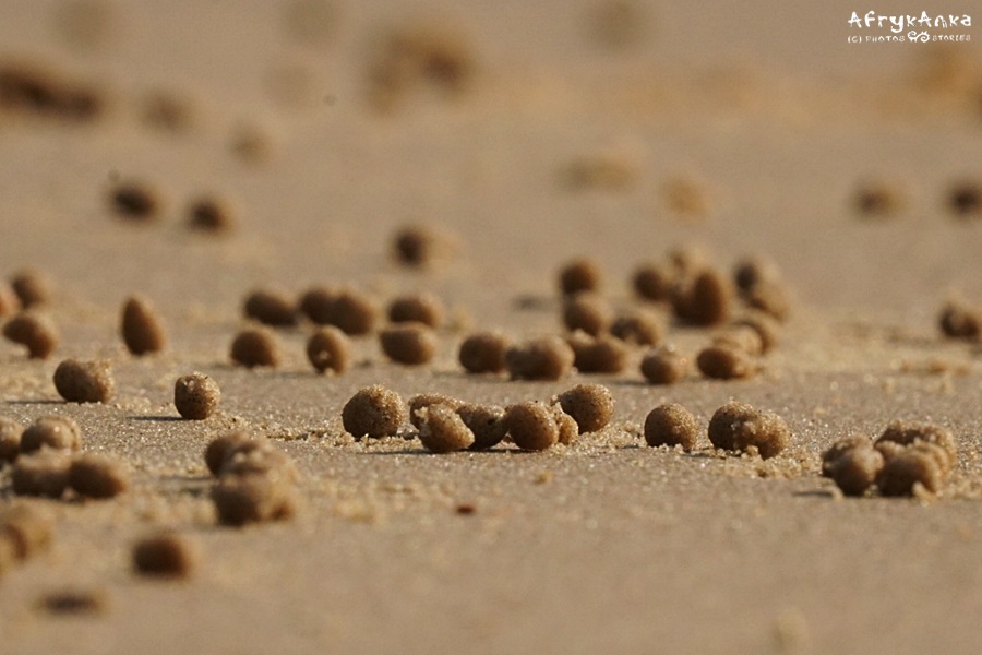 Zbliżenie wyplutych kulek piasku.