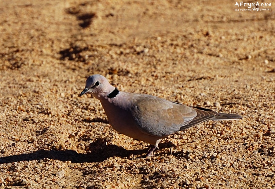 synogarlica popielata (Cape turtle dove / half-collared dove)