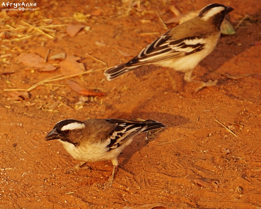 wikłacz (dziergacz) białobrewy (white-browed sparrow-weaver)