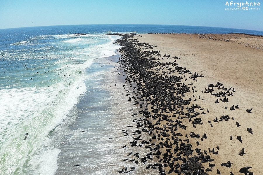 Uchatki rezydują na całym wybrzeżu Namibii (fot. K. Kobus)