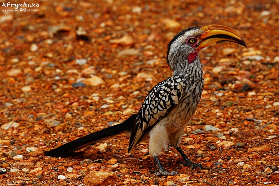 Dzioborożec (toko) czerwonolicy (southern yellow-billed hornbill)