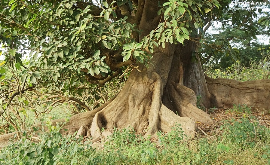 Puchowiec ma liście dłoniaste, przypominające nieco liście baobabu.
