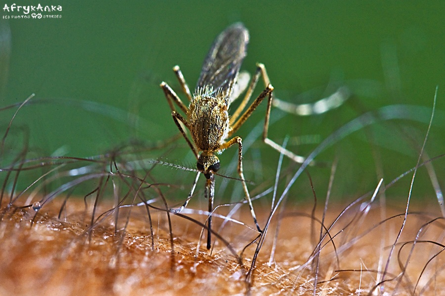 Komar to najbardziej zabójcze zwierzę. Fot: K. Kobus.