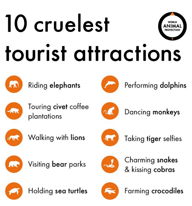 10 najbardziej okrutnych atrakcji ze zwierzętami.