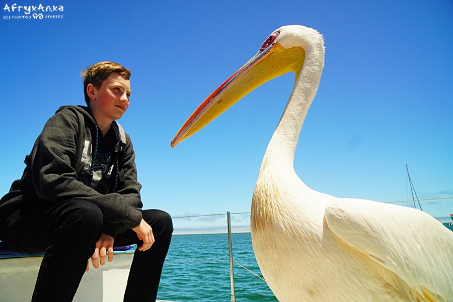 Pelikany są oswojone dosłownie "od jajka"