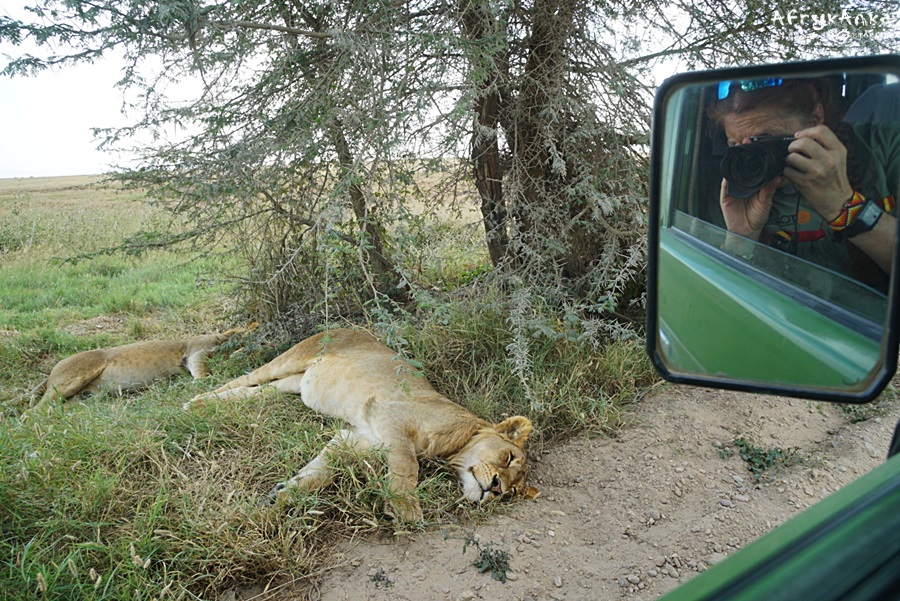 Lwy mogą spać nawet przy drodze...