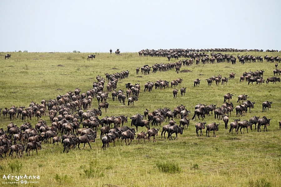 Ogromne stada gnu w Serengeti przyciągają tu lwy.