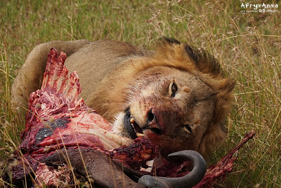 Gnu stał się posiłkiem dla lwa.