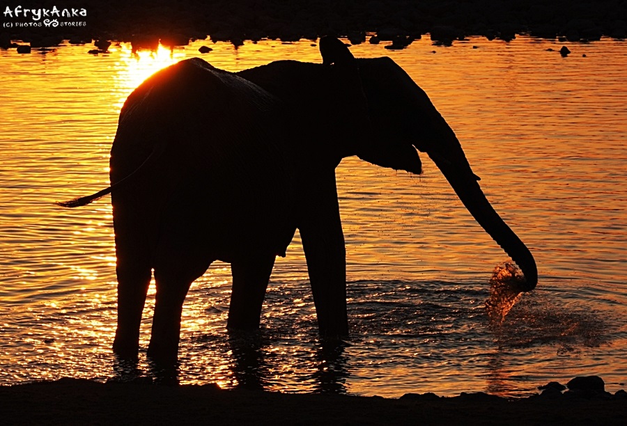 Są różne przysłowia o słoniach, bo te zwierzęta od zawsze fascynują ludzi.