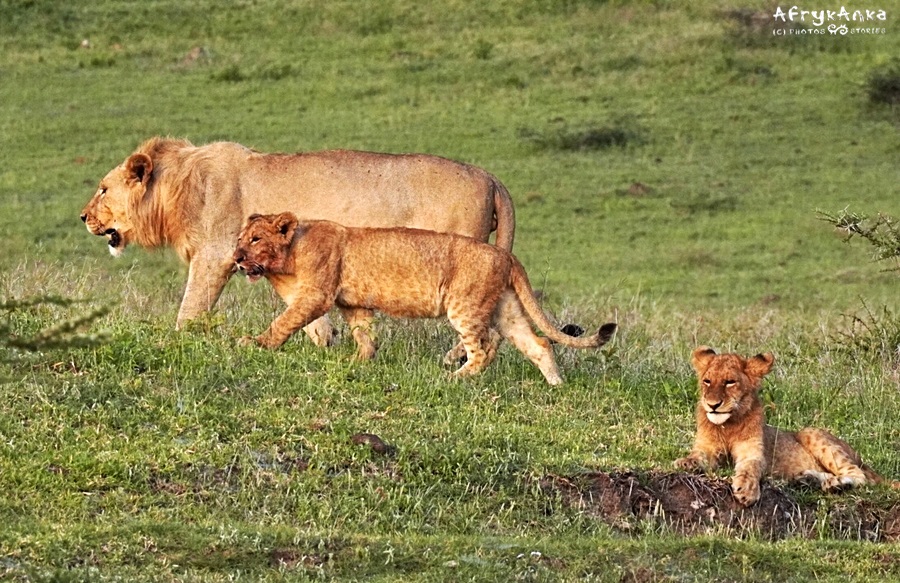 Lwy z Ngorongoro (Tanzania).